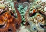 2026.0129 Octopus Garden